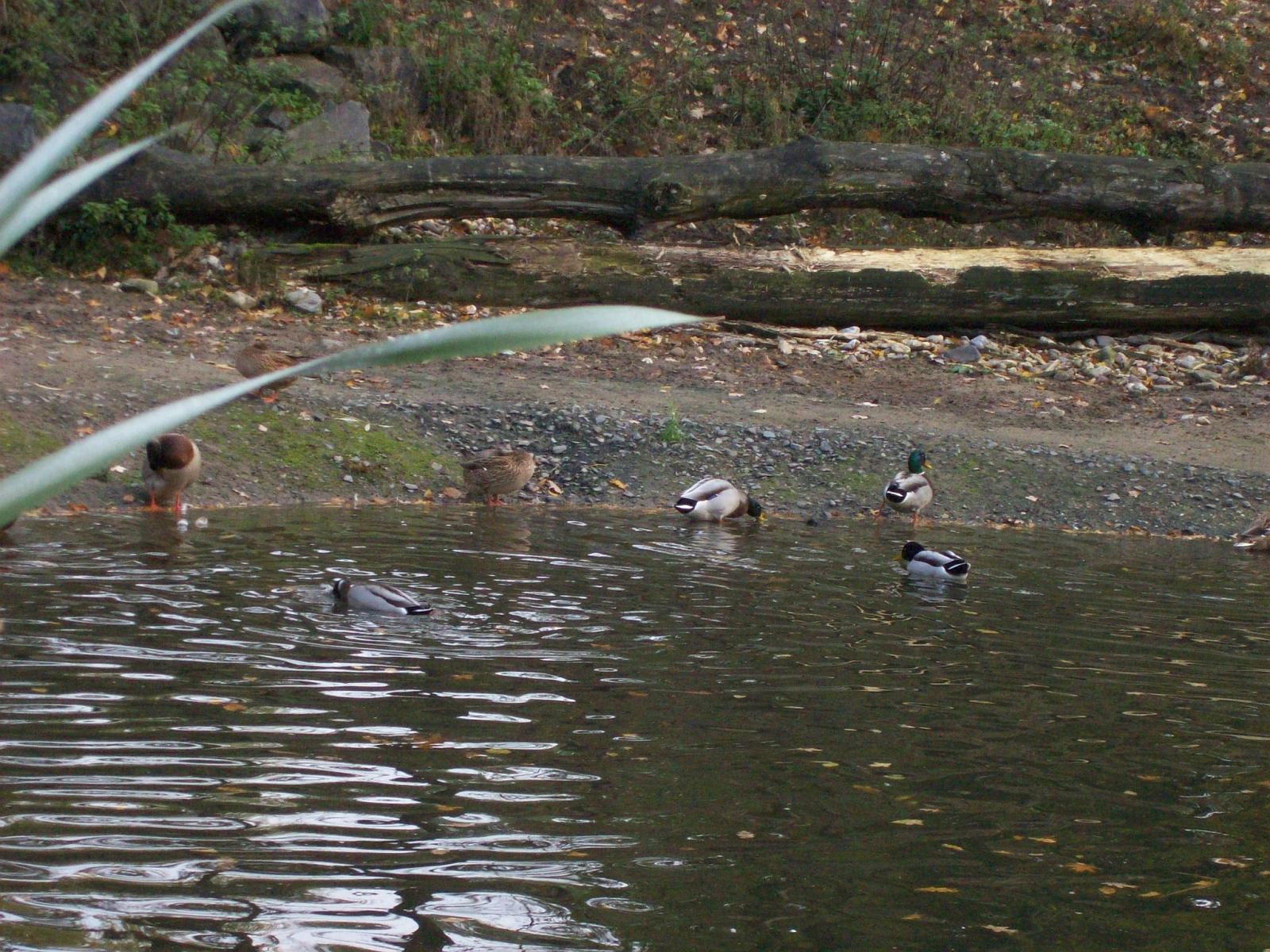 Zoom 18.10.2008-012.jpg